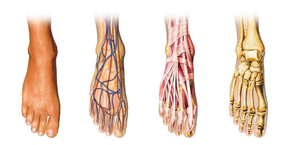 Human Foot Anatomy Showing Skin Veins Arteries Muscles And Bones Upwell Health Collective - i got brain damage broken bones iv roblox youtube